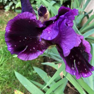 Iris classique par lot de 5