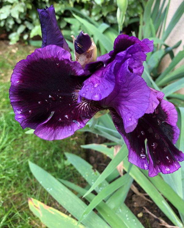 Iris classique par lot de 5