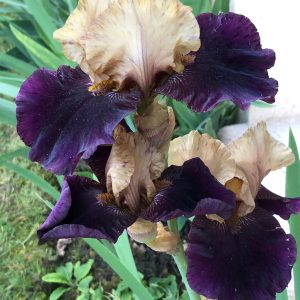 Iris d'exception