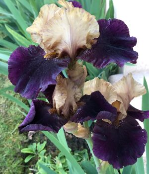 Iris d'exception