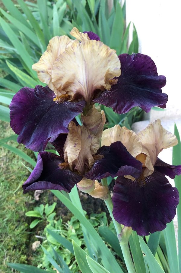 Iris d'exception