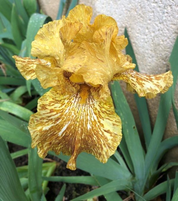 Iris